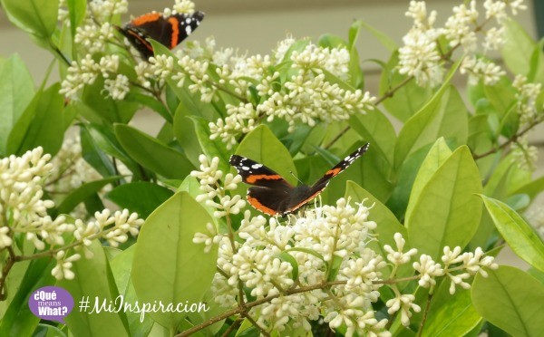 Monarch Butterflies QueMeansWhat