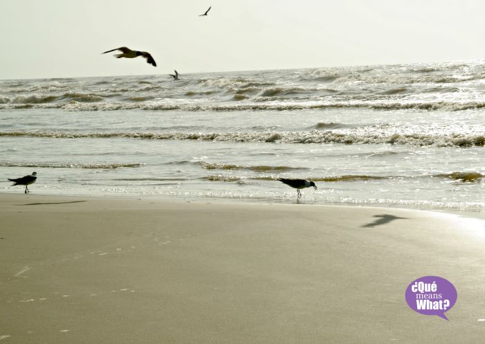 Bird watching on Mustang Island - QueMeansWhat.com