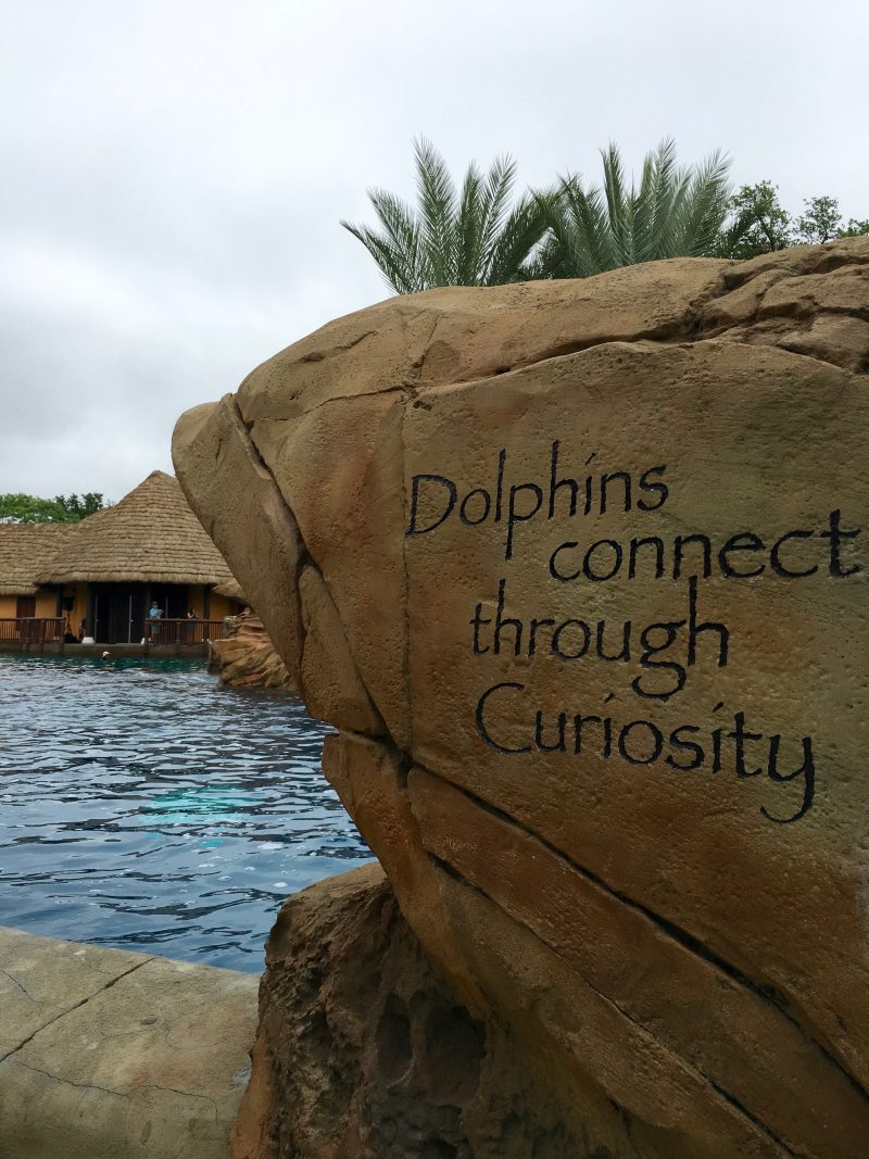 Dolphins Connect Through Curiosity