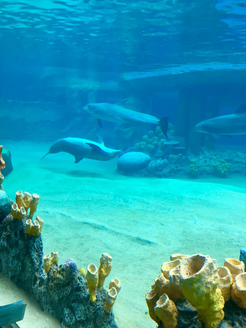 The Dolphin Lagoon at Sea World Discovery Point