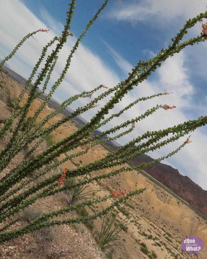 Ocotillo in Big Bend National Park - Que Means What