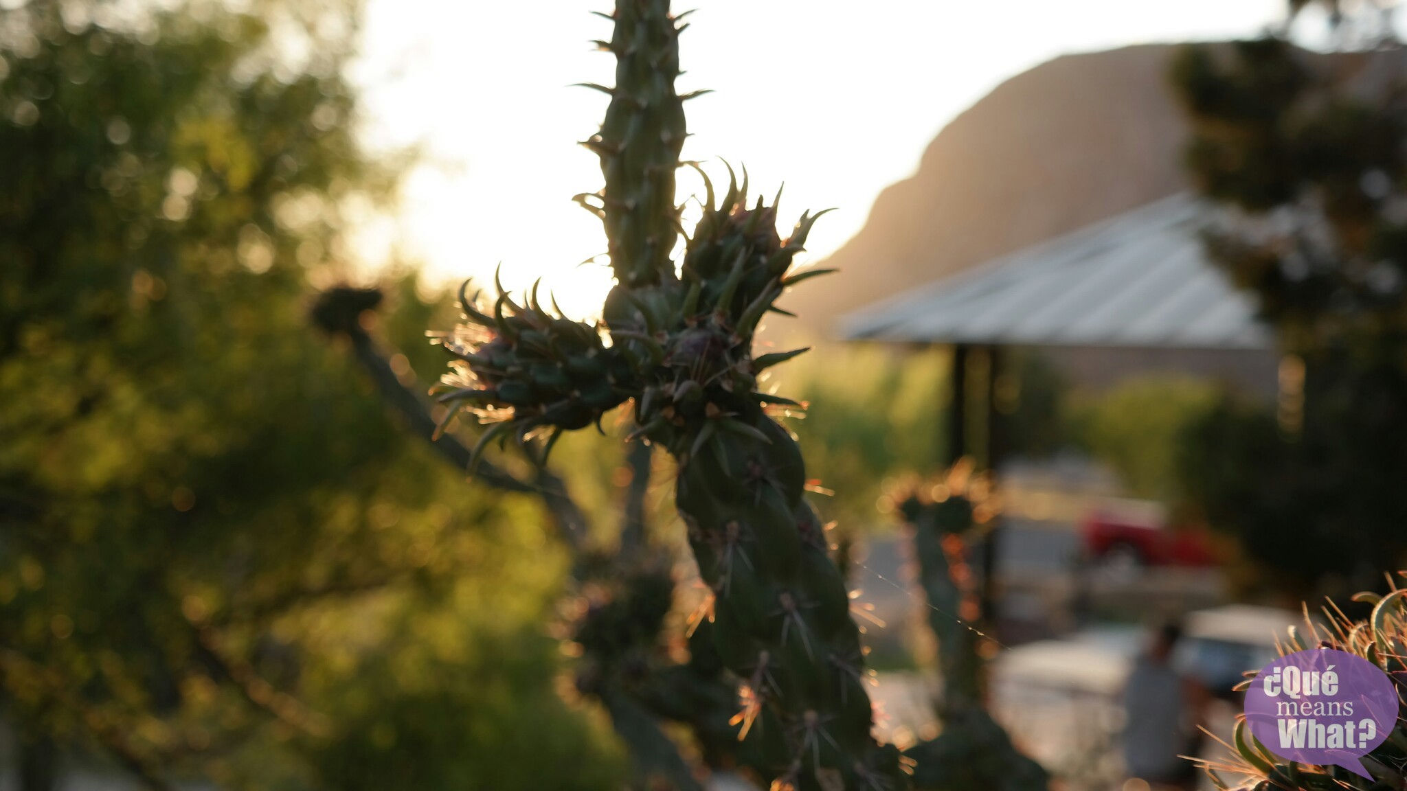 Cactus at Big Bend National Park