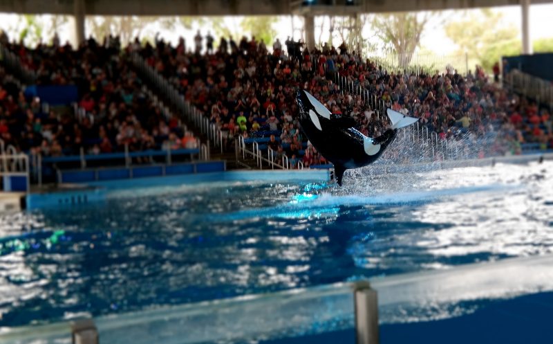 One Ocean Show at Sea World Spooktacular San Antonio - QueMeansWhat.com